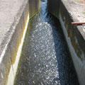 Impianto depurazione - uscita acqua depurata 3